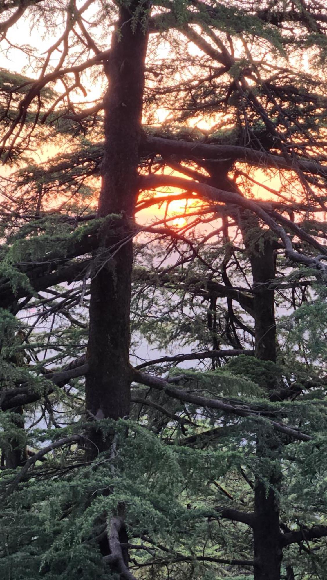 Glen View Heritage Homestay Shimla Eksteriør bilde